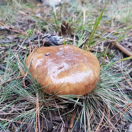 Kompleks Male Dolomity * Hucisko (Silesia)